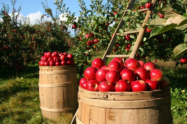 apple wax coating Triterpenoids good for you